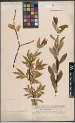 Foto von Salix daphnoides Vill.
